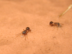 Pristomyrmex punctatus