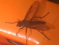 Rhagio