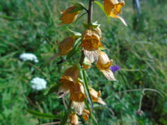 Digitalis laevigata graeca