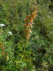Digitalis laevigata graeca