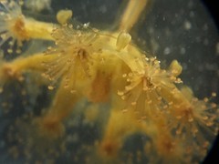 Haliclystus sanjuanensis