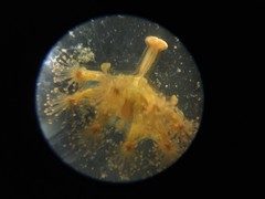 Haliclystus sanjuanensis