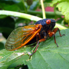 Magicicada cassinii