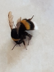 Bombus terrestris dalmatinus
