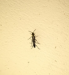 Xylotrechus subscutellatus