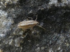 Stenocranus dorsalis