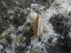 Stenocranus dorsalis