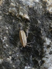 Stenocranus dorsalis