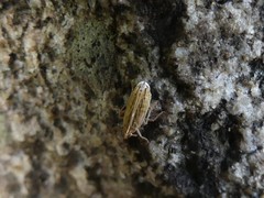 Stenocranus dorsalis