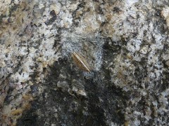 Stenocranus dorsalis