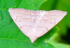 Pechipogo strigilata