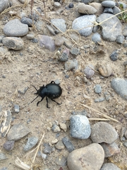 Timarcha tenebricosa