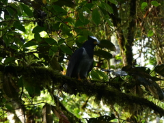 Morphnarchus princeps