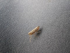 Stenocranus dorsalis