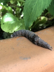Parallelia bistriaris