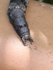 Parallelia bistriaris