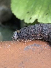 Parallelia bistriaris