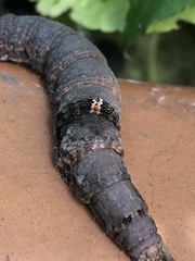 Parallelia bistriaris