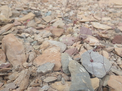 Nemacladus inyoensis