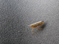 Stenocranus dorsalis