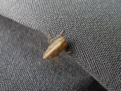 Stenocranus dorsalis