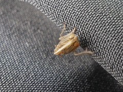 Stenocranus dorsalis