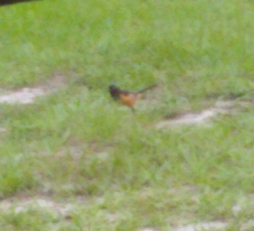 Pipilo erythrophthalmus image