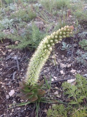 Orostachys malacophylla