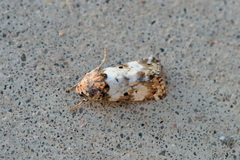 Pseudacontia crustaria