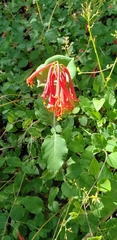 Lonicera arizonica