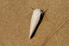 Tegeticula yuccasella