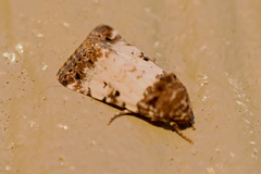 Pseudacontia crustaria