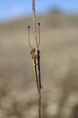 Libelloides macaronius