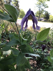 Clematis occidentalis