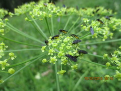 Sciara hemerobioides