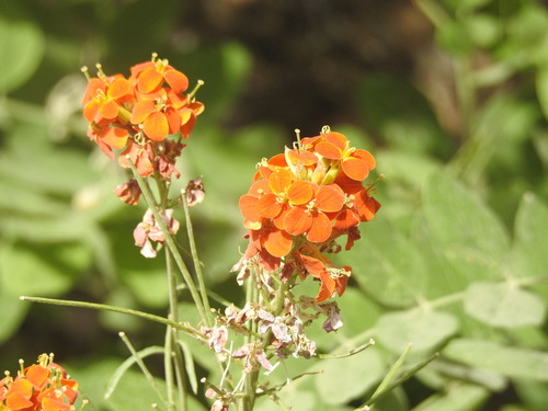 sanddune wallflower (Erysimum capitatum)