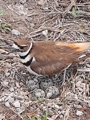 Charadrius vociferus
