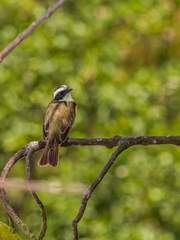 Myiozetetes similis