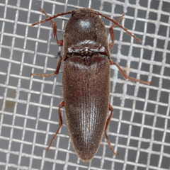 Diplostethus