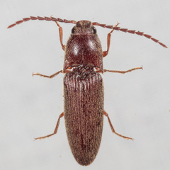 Dipropus simplex