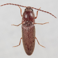 Dipropus simplex