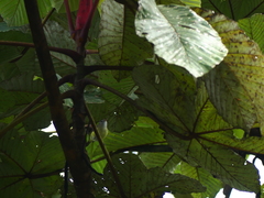 Vireo leucophrys