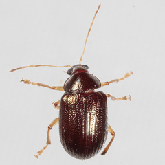 Rhabdopterus