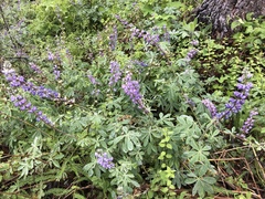 Lupinus onustus