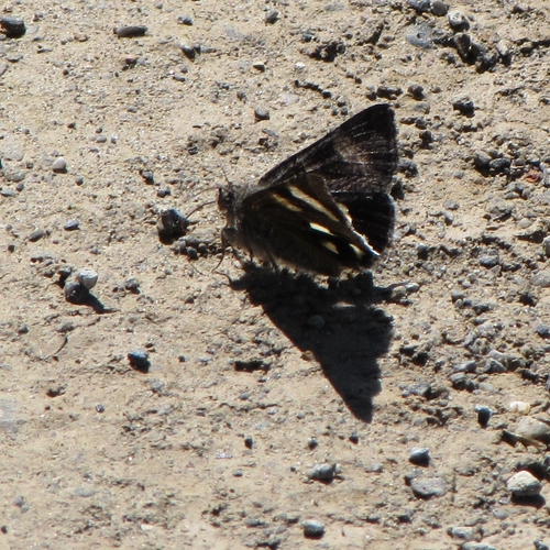 Litocala Moth photo 5