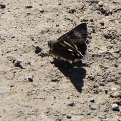 Litocala sexsignata