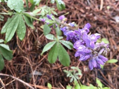 Lupinus onustus