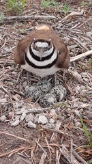 Charadrius vociferus