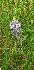 Scilla hyacinthoides