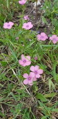 Linum pubescens